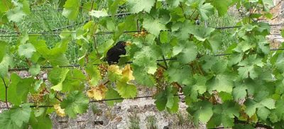diebische Amsel