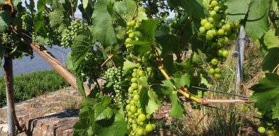 Riesling und Tafeltraube am 31. Juli