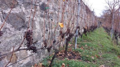 Reste vom Kerner im Dezember