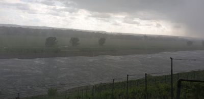 Juniregen