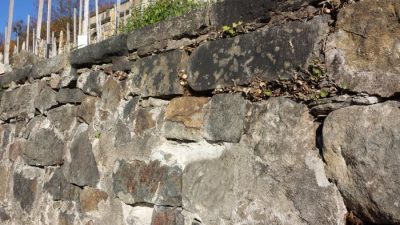 Efeuwurzeln in der Mauer