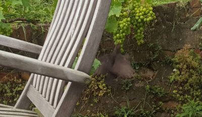 Amsel ganz ungeniert am 1. August