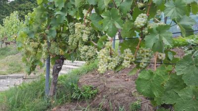 praechtiger Riesling Mitte September