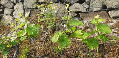 Riesling am 10. Mai