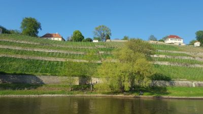Männertag Dinglinger Weinberg