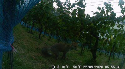 Besuch vom Fuchs