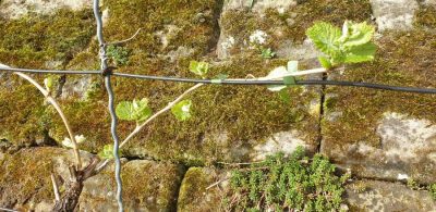 Riesling am 8. April