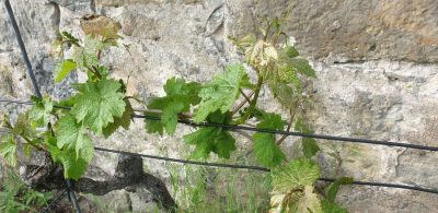 Kerner am 10. Mai