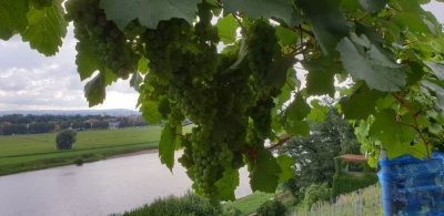 Riesling ueber der Mitteltreppe
