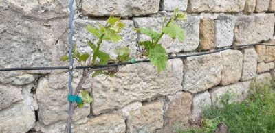 Riesling am 23. April