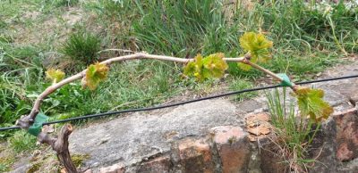 Tafeltraube am 11. April
