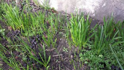 Graslilien am 26. Januar