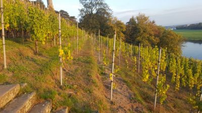 Junganlage im Herbst 2016