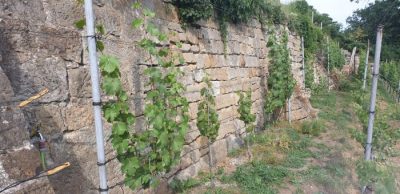 Riesling am 19. Juni
