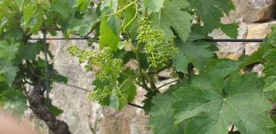 Kerner an der Mauer blueht am 2. Juni