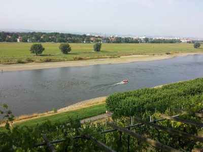 Dresdner Elbeschwimmen am 9. August bei Pegel 50 cm