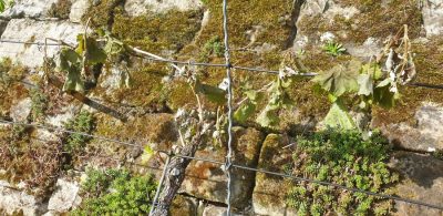 Riesling am 23. April
