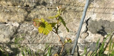 Kerner am 26. April, erste Gescheine sichtbar
